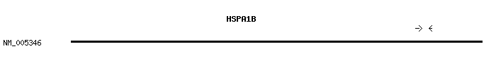 Human HSPA1B qPCR primer set (NM_005346)