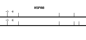 Human HSPA8 qPCR primer set (NM_006597)