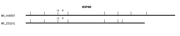 Human HSPA8 qPCR primer set (NM_006597)