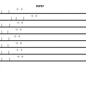 Human HSPB7 qPCR primer set (NM_014424)