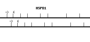 Human HSPD1 qPCR primer set (NM_002156)