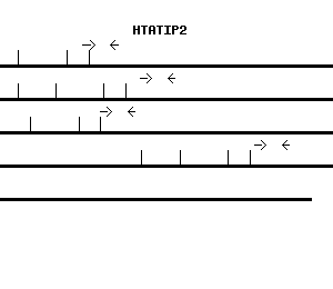 Human HTATIP2 qPCR primer set (NM_006410)