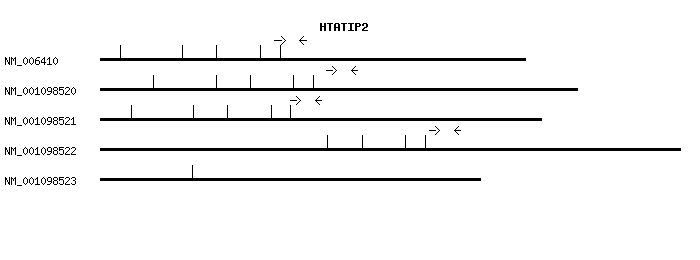 Human HTATIP2 qPCR primer set (NM_006410)
