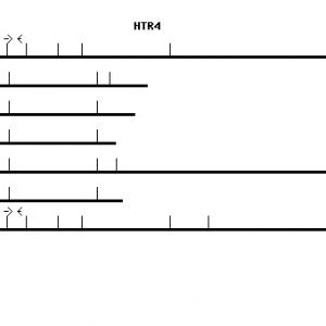 Human HTR4 qPCR primer set (NM_000870)