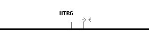 Human HTR6 qPCR primer set (NM_000871)