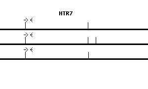 Human HTR7 qPCR primer set (NM_000872)