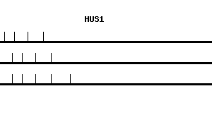 Human HUS1 qPCR primer set (NM_004507)