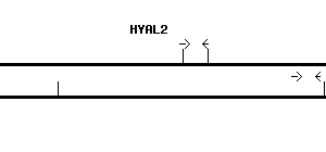Human HYAL2 qPCR primer set (NM_003773)