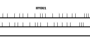 Human HYOU1 qPCR primer set (NM_006389)