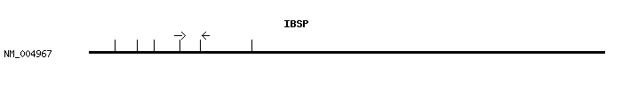 Human IBSP qPCR primer set (NM_004967)
