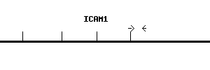 Human ICAM1 qPCR primer set (NM_000201)
