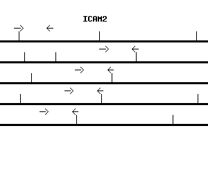 Human ICAM2 qPCR primer set (NM_000873)