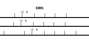 Human IDH1 qPCR primer set (NM_005896)