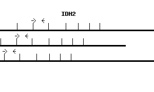 Human IDH2 qPCR primer set (NM_002168)