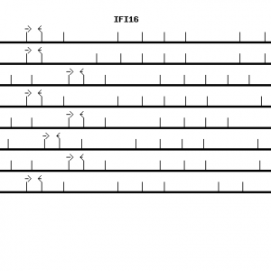 Human IFI16 qPCR primer set (NM_005531)