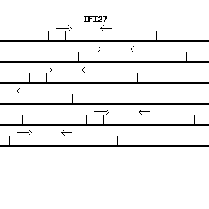 Human IFI27 qPCR primer set (NM_001130080)