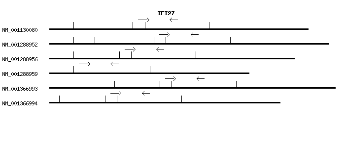 Human IFI27 qPCR primer set (NM_001130080)