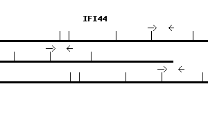 Human IFI44 qPCR primer set (NM_006417)