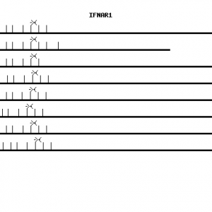Human IFNAR1 qPCR primer set (NM_000629)