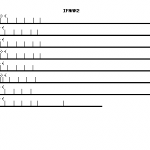 Human IFNAR2 qPCR primer set (NM_000874)