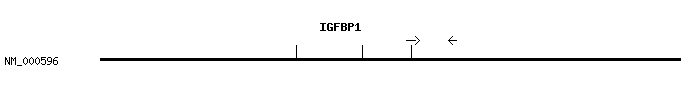 Human IGFBP1 qPCR primer set (NM_000596)