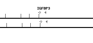 Human IGFBP3 qPCR primer set (NM_000598)