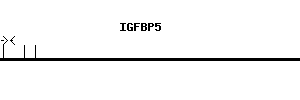 Human IGFBP5 qPCR primer set (NM_000599)