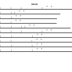 Human IGFLR1 qPCR primer set (NM_024660)