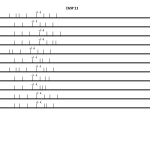 Human IGSF11 qPCR primer set (NM_152538)