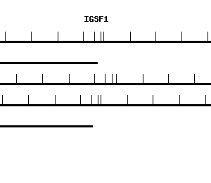 Human IGSF1 qPCR primer set (NM_001555)