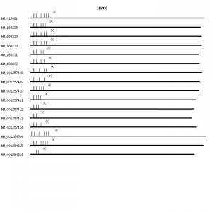 Human IKZF3 qPCR primer set (NM_012481)
