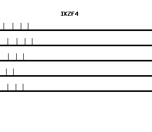 Human IKZF4 qPCR primer set (NM_022465)