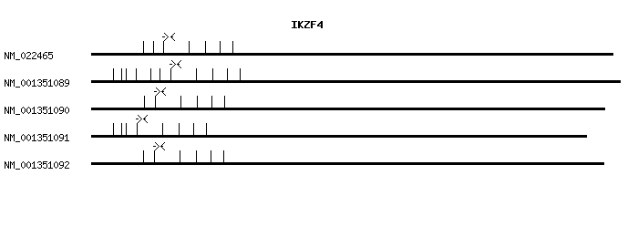 Human IKZF4 qPCR primer set (NM_022465)