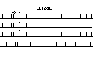 Human IL12RB1 qPCR primer set (NM_005535)