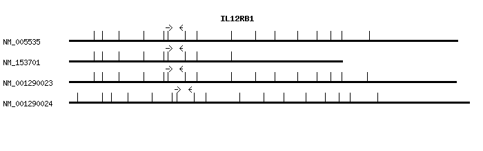Human IL12RB1 qPCR primer set (NM_005535)