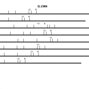 Human IL15RA qPCR primer set (NM_002189)