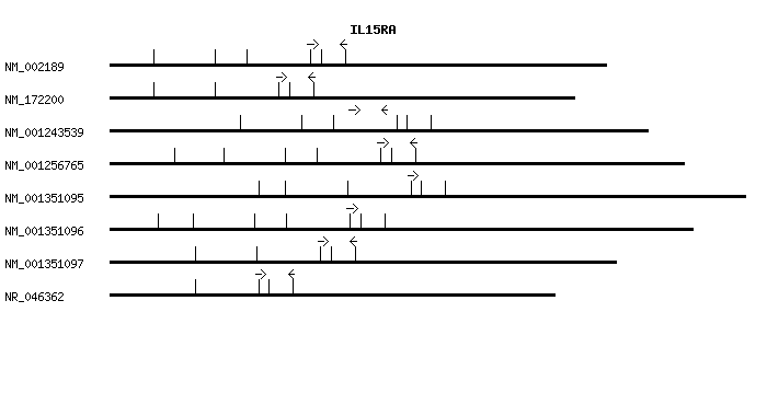 Human IL15RA qPCR primer set (NM_002189)
