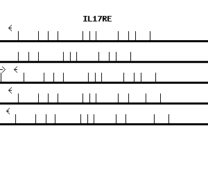Human IL17RE qPCR primer set (NM_153480)