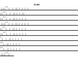 Human IL1R1 qPCR primer set (NM_000877)