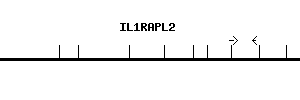 Human IL1RAPL2 qPCR primer set (NM_017416)