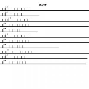 Human IL1RAP qPCR primer set (NM_002182)