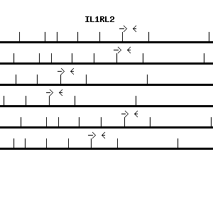 Human IL1RL2 qPCR primer set (NM_003854)