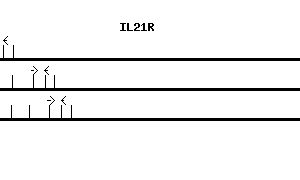Human IL21R qPCR primer set (NM_021798)