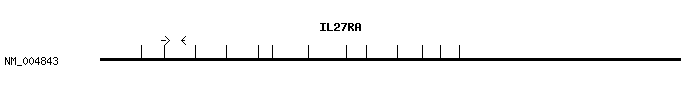 Human IL27RA qPCR primer set (NM_004843)