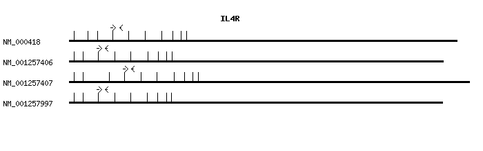 Human IL4R qPCR primer set (NM_000418)