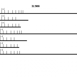 Human IL5RA qPCR primer set (NM_000564)