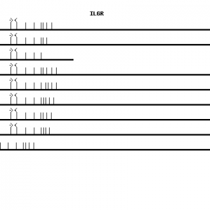 Human IL6R qPCR primer set (NM_000565)