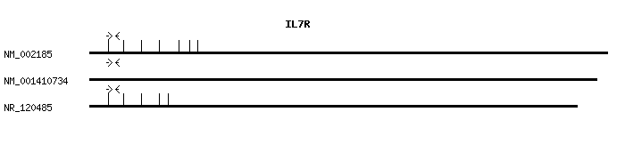 Human IL7R qPCR primer set (NM_002185)
