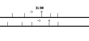 Human IL9R qPCR primer set (NM_002186)
