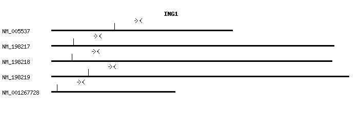 Human ING1 qPCR primer set (NM_005537)